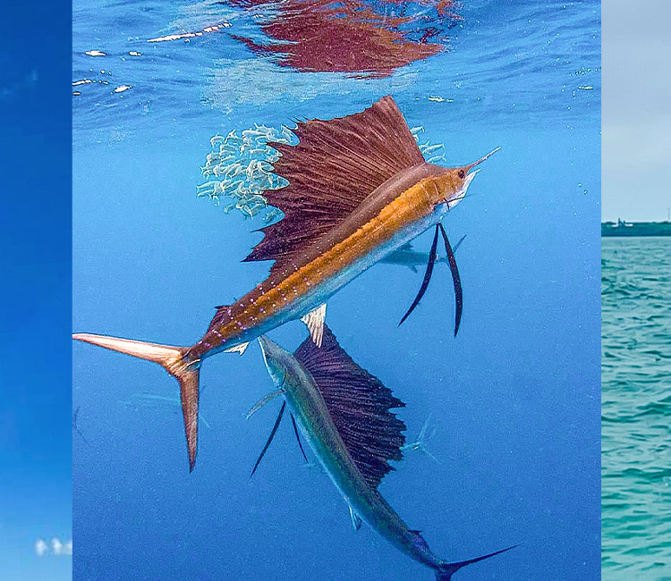 Eco tours in Key Largo with Beyond Blessed Charters