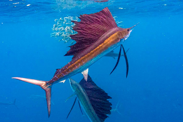 Eco tour in Key Largo with Beyond Blessed Charters