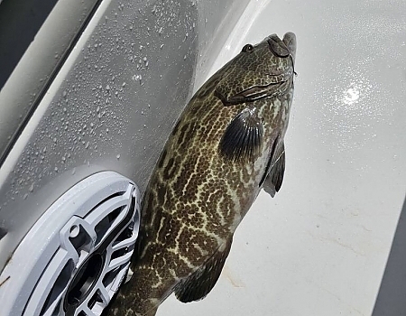 Close-up of a fish on a boat deck from a Florida Keys fishing charters trip.